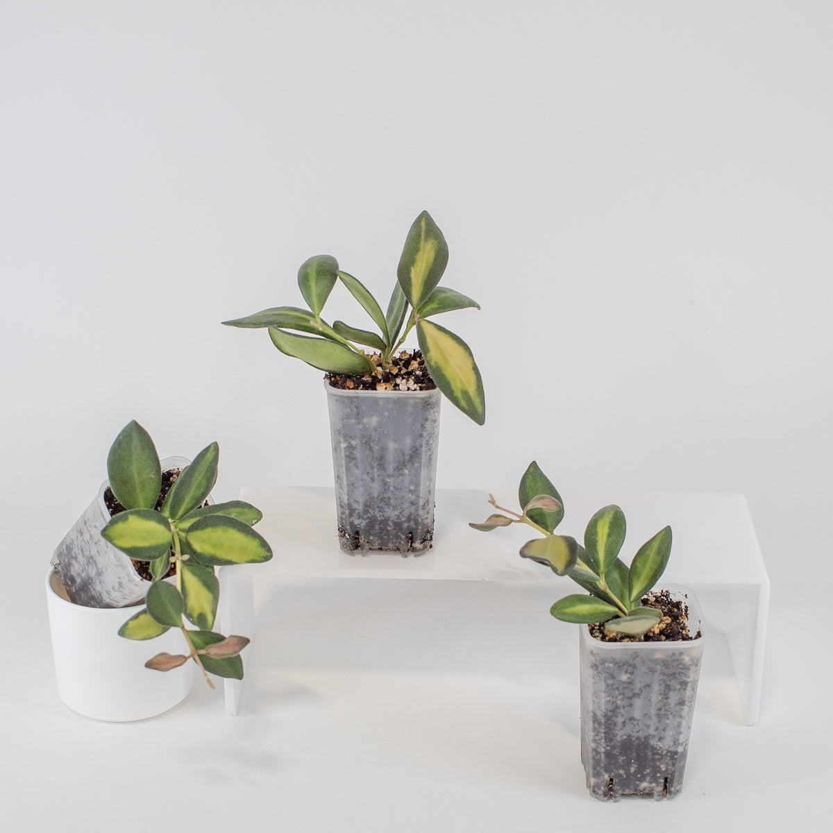 Hoya Burtoniae Variegated *Growers Choice*