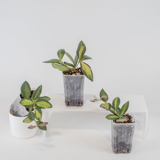 Hoya Burtoniae Variegated *Growers Choice*
