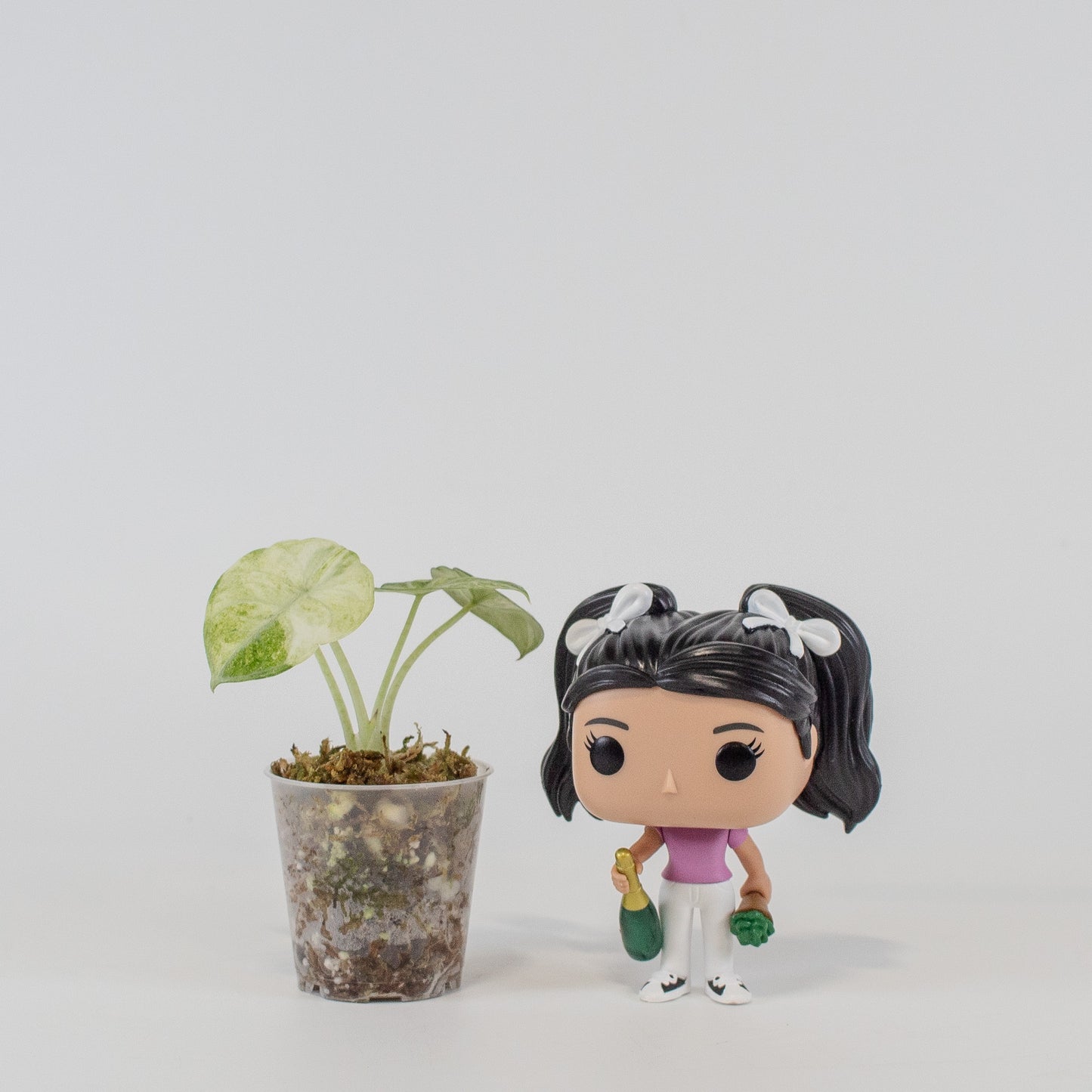 Alocasia Ninja Tricolor *Growers Choice*