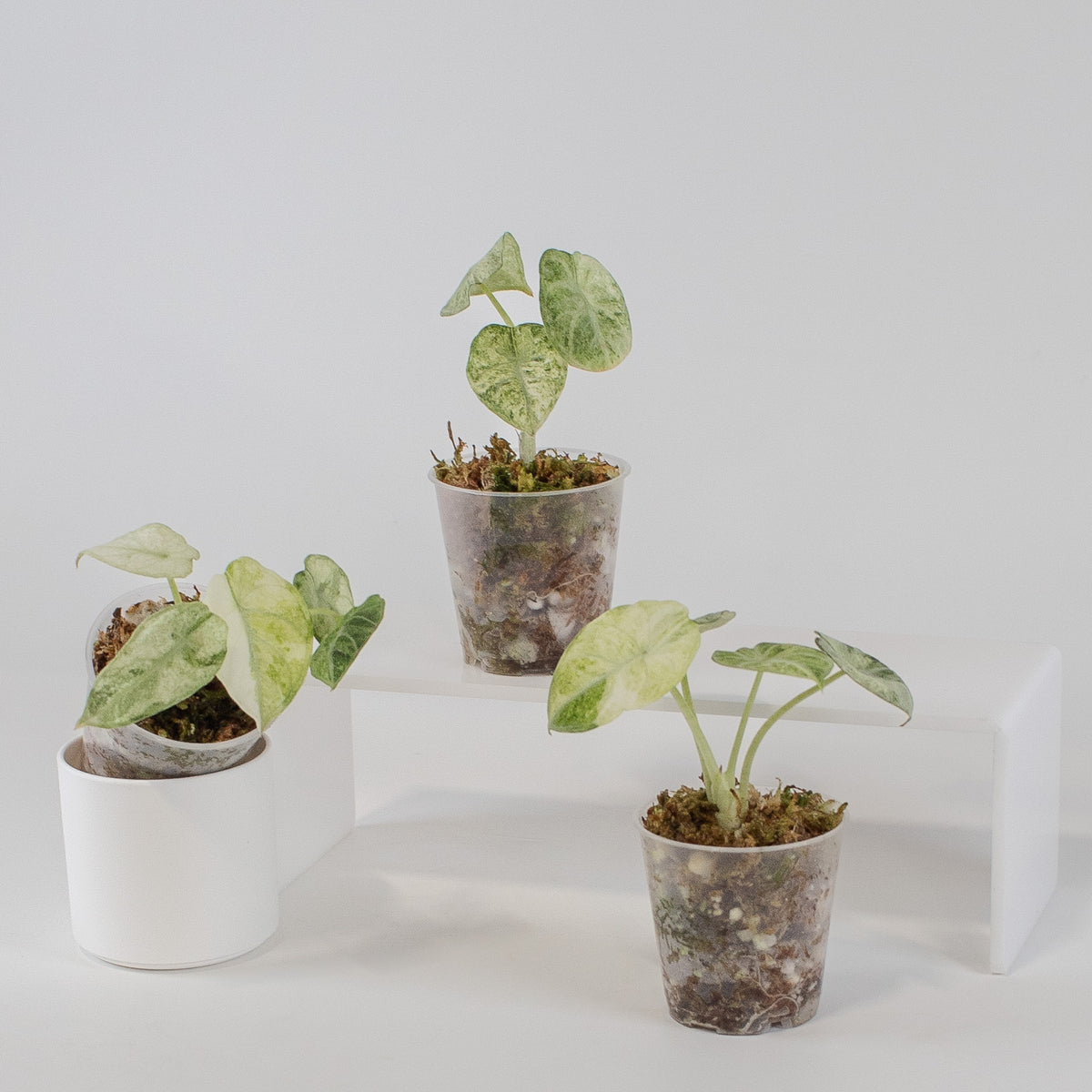 Alocasia Ninja Tricolor *Growers Choice*