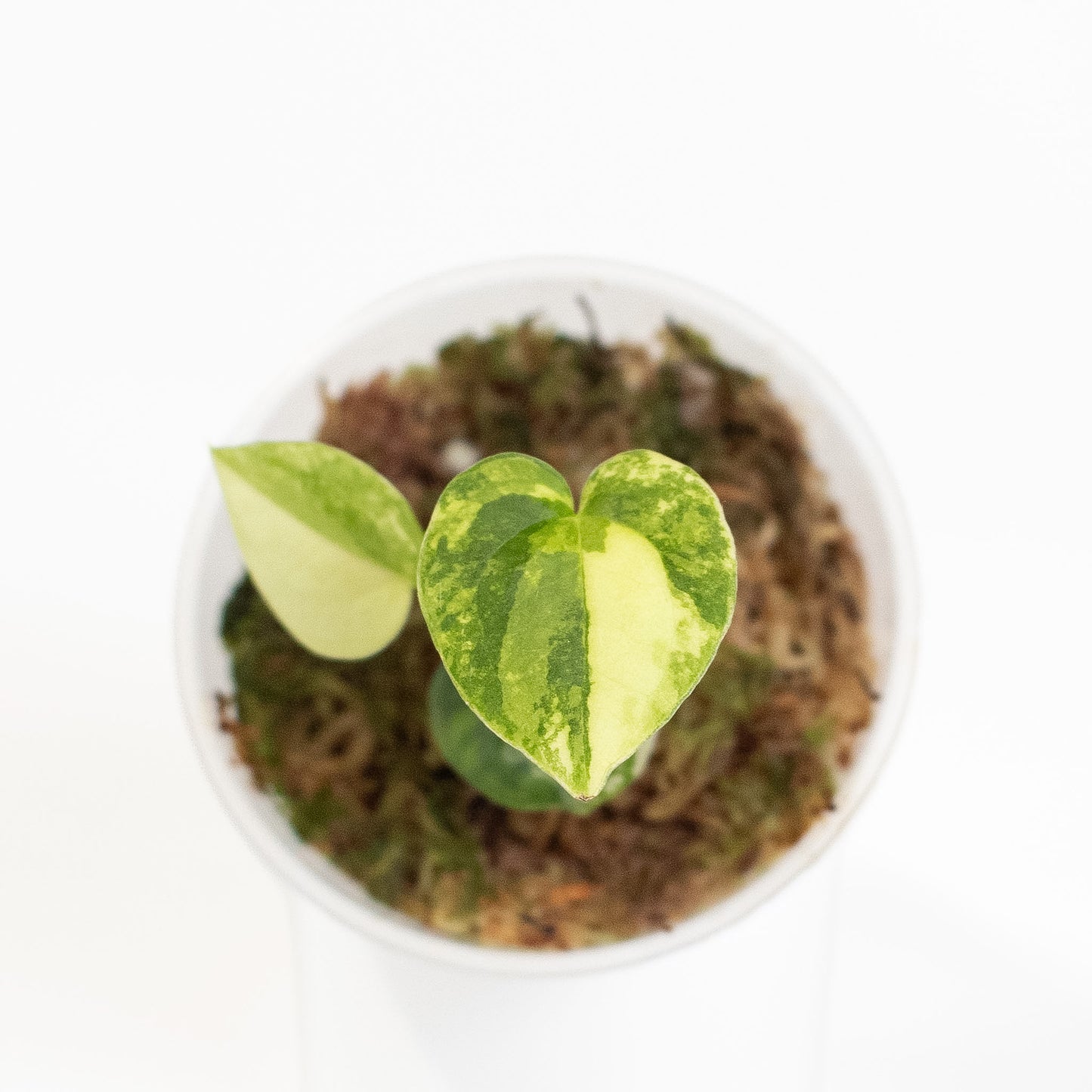 Anthurium 'Capella' Variegated (2701)