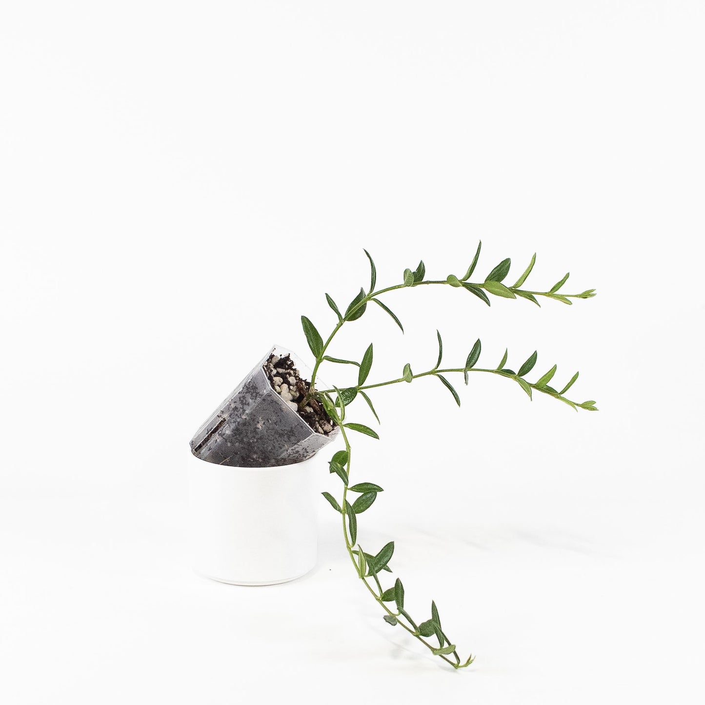 Hoya Engleriana (2700)
