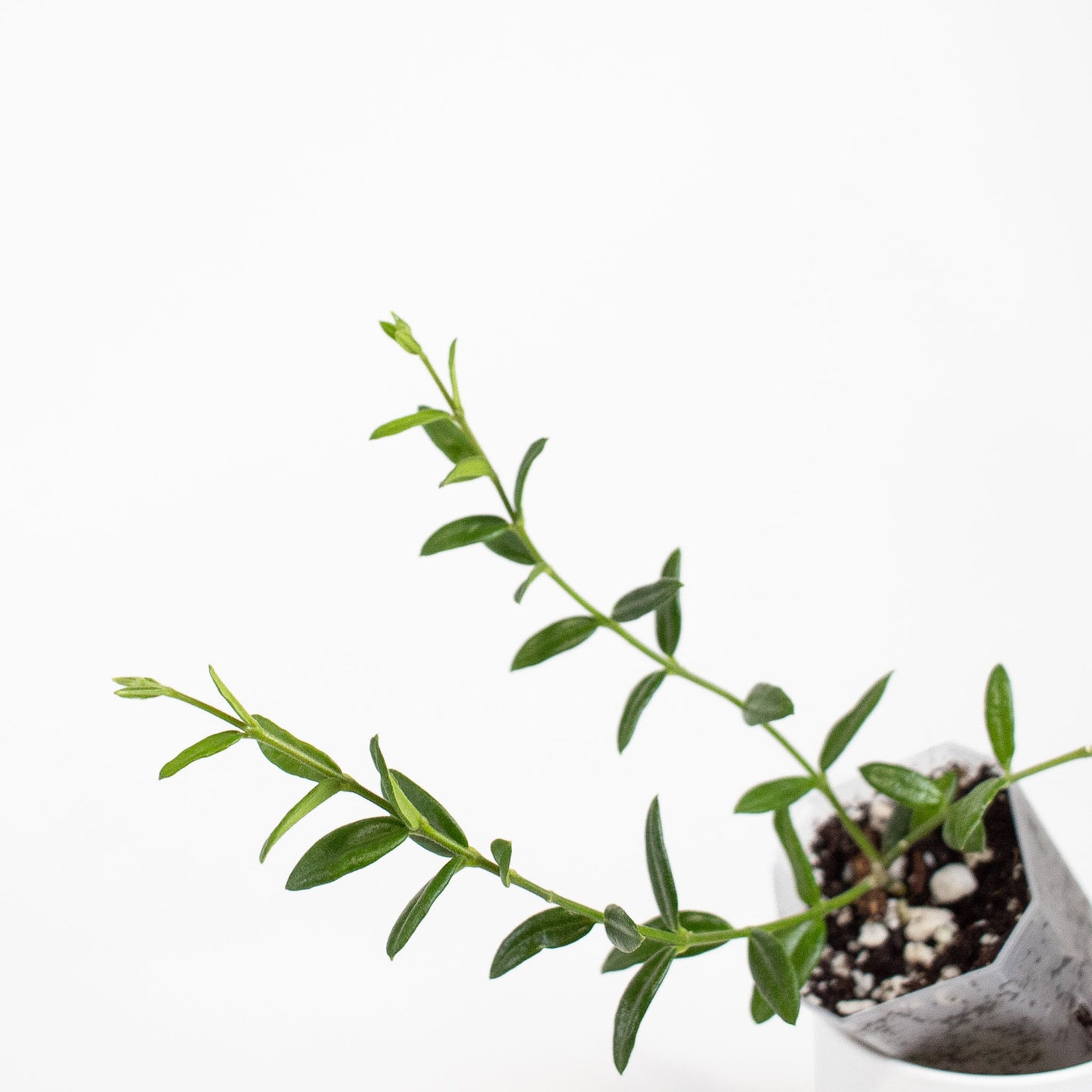 Hoya Engleriana (2700)