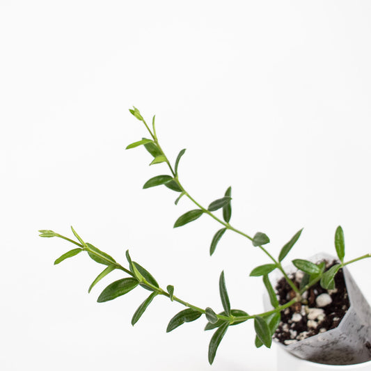 Hoya Engleriana (2700)