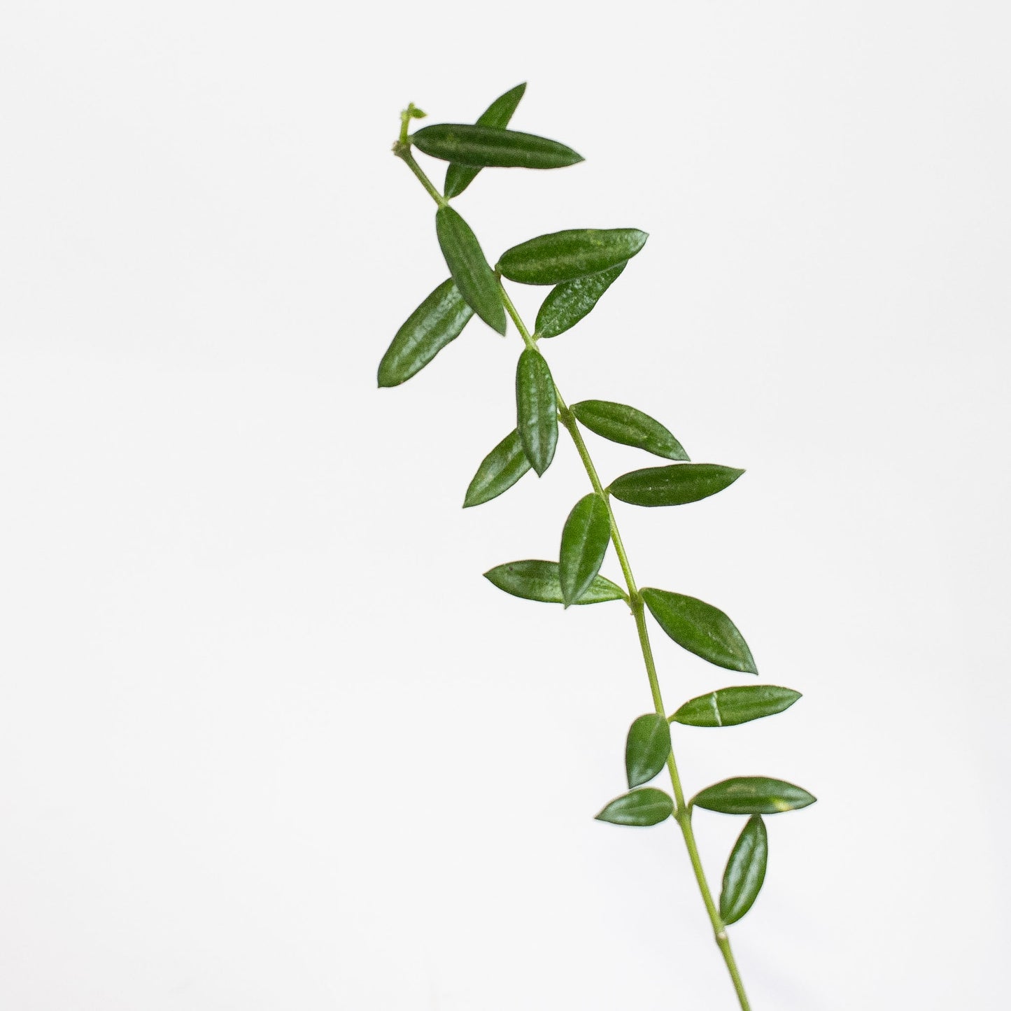 Hoya Engleriana (2700)