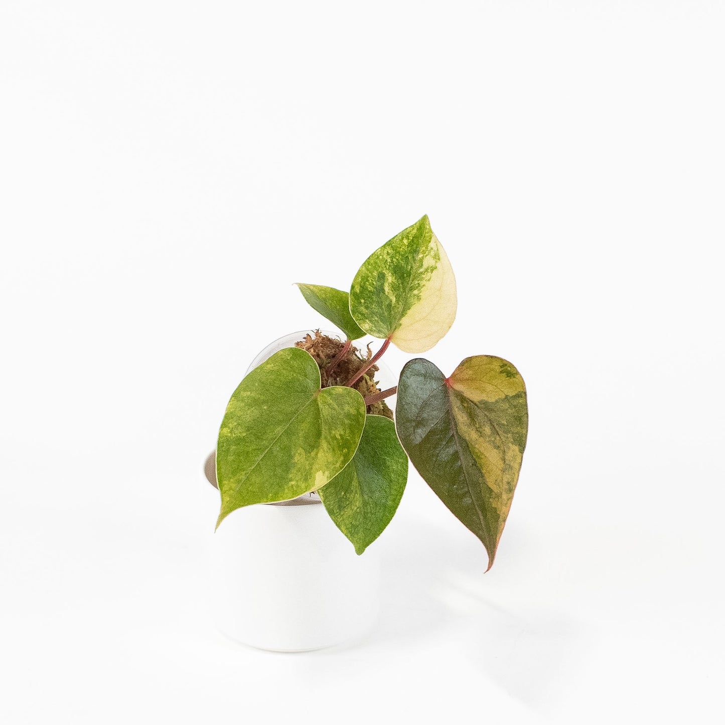 Anthurium Andraenum Variegated (2702)