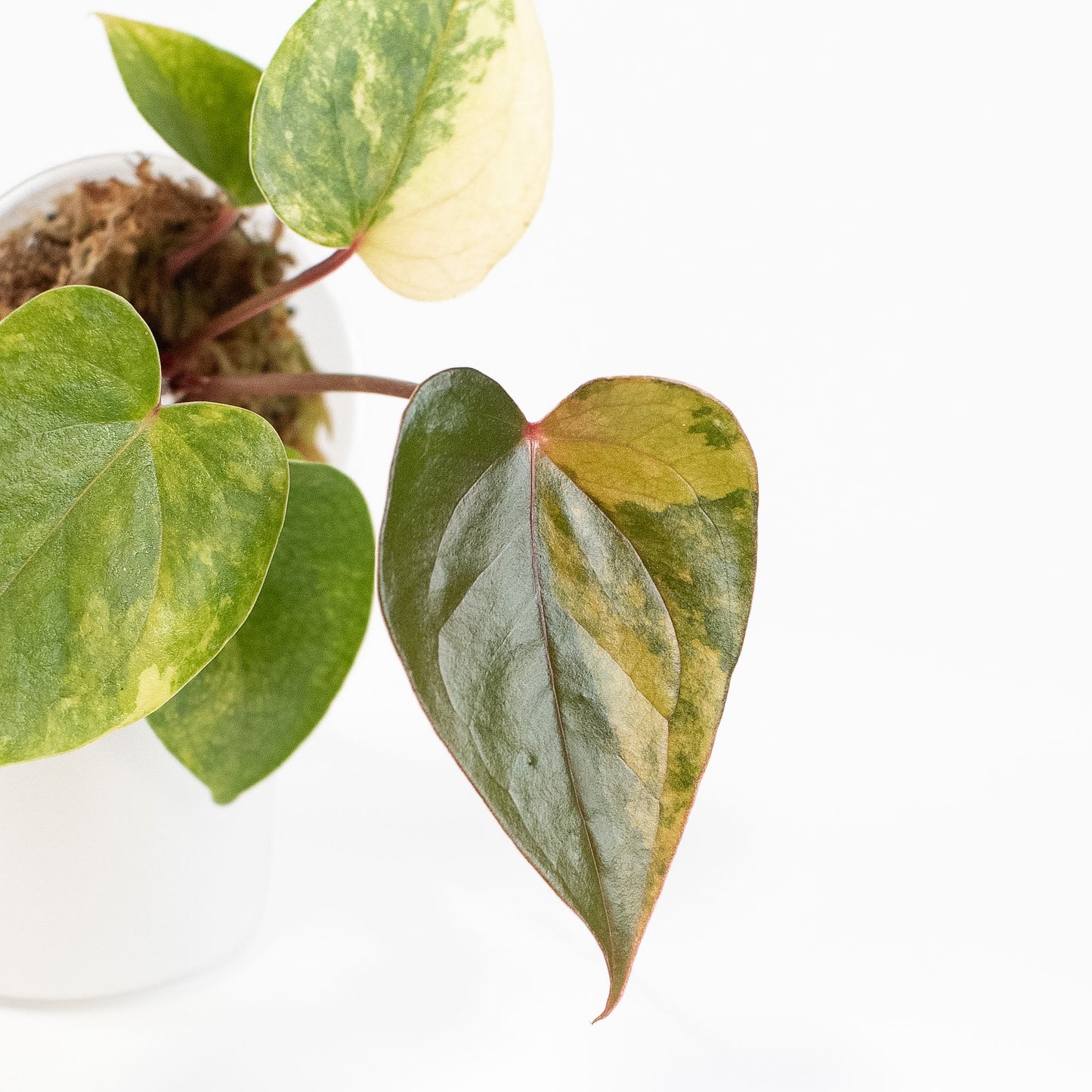 Anthurium Andraenum Variegated (2702)