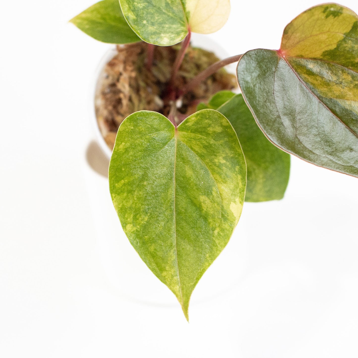 Anthurium Andraenum Variegated (2702)