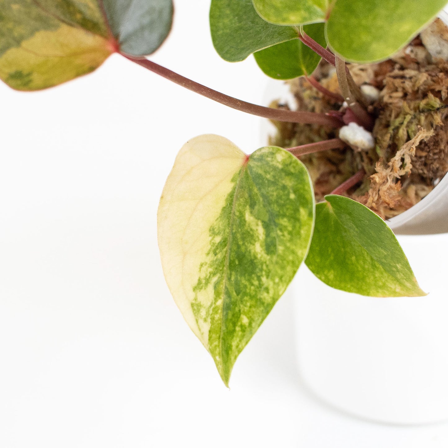 Anthurium Andraenum Variegated (2702)