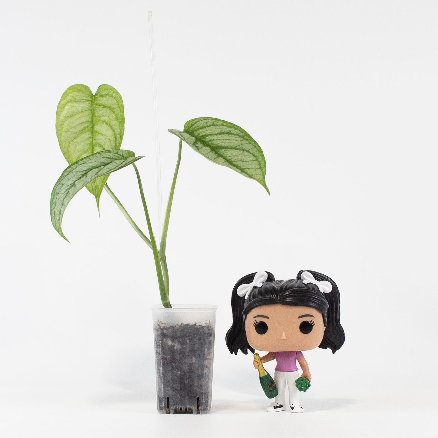 Monstera Siltepicana (2703)