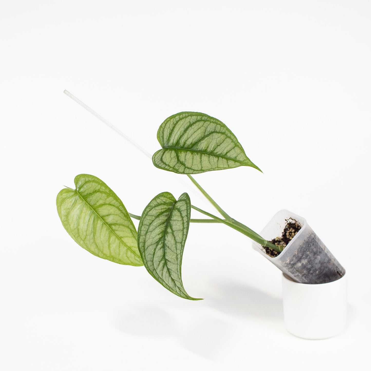 Monstera Siltepicana (2703)
