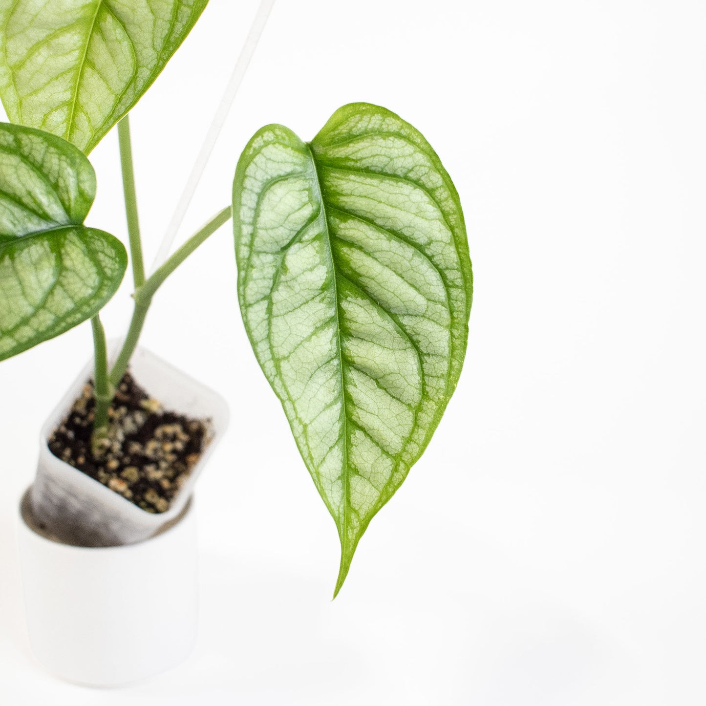 Monstera Siltepicana (2703)