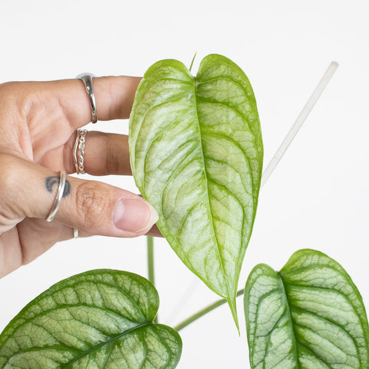 Monstera Siltepicana (2703)