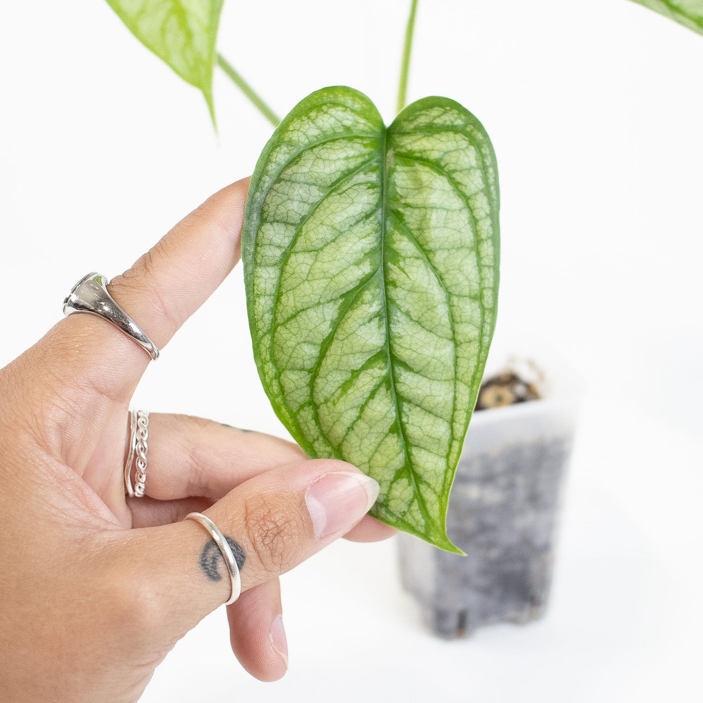 Monstera Siltepicana (2703)
