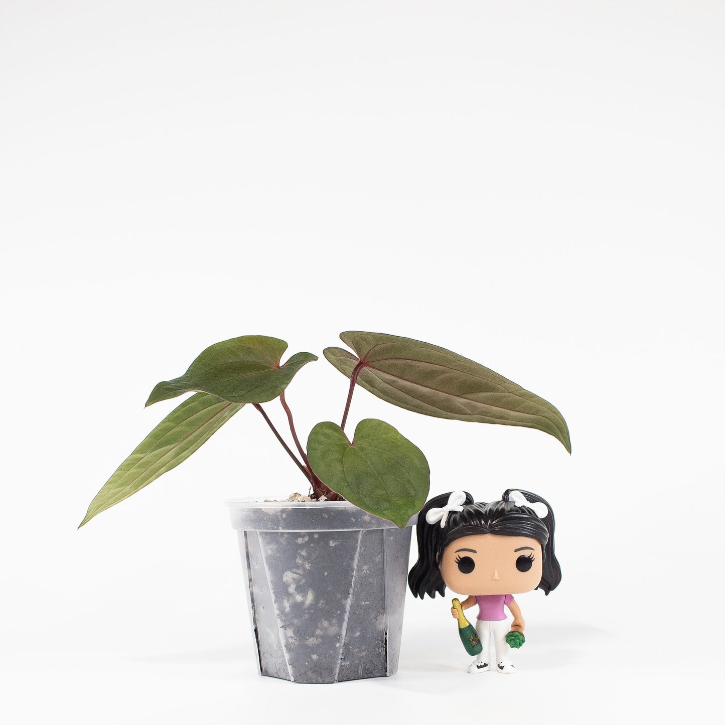 Anthurium Fort Sherman x Night Dragon (2705)