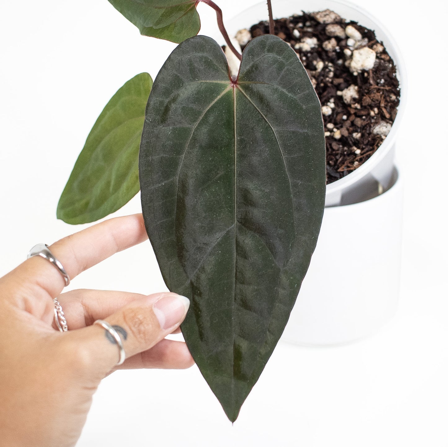 Anthurium Fort Sherman x Night Dragon (2705)