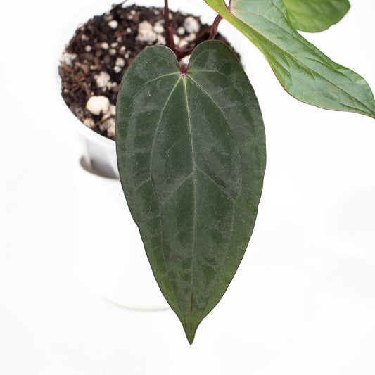 Anthurium Fort Sherman x Night Dragon (2705)