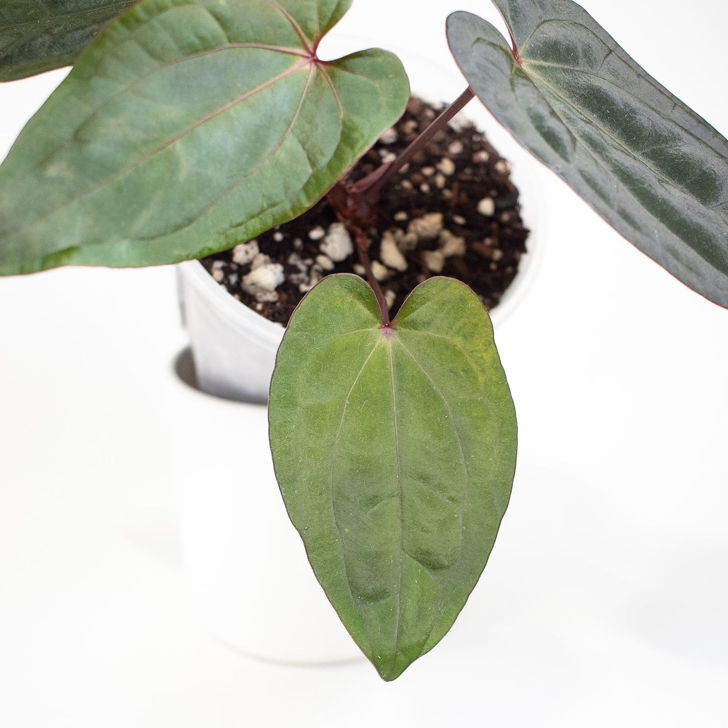 Anthurium Fort Sherman x Night Dragon (2705)