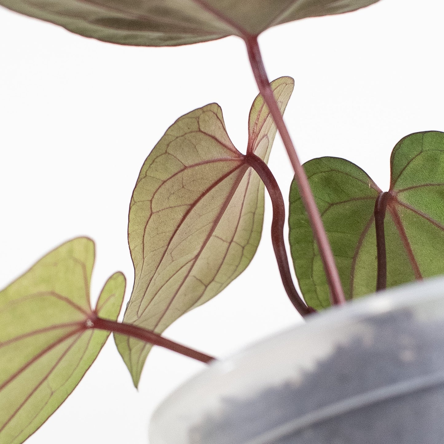 Anthurium Fort Sherman x Night Dragon (2705)