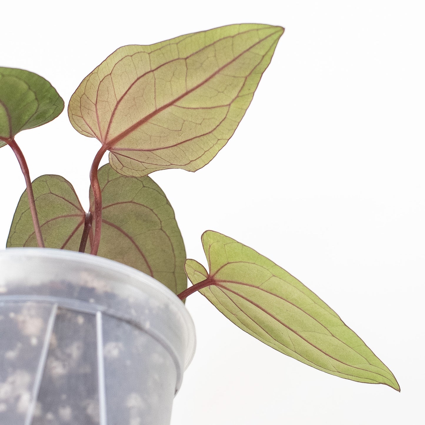 Anthurium Fort Sherman x Night Dragon (2705)