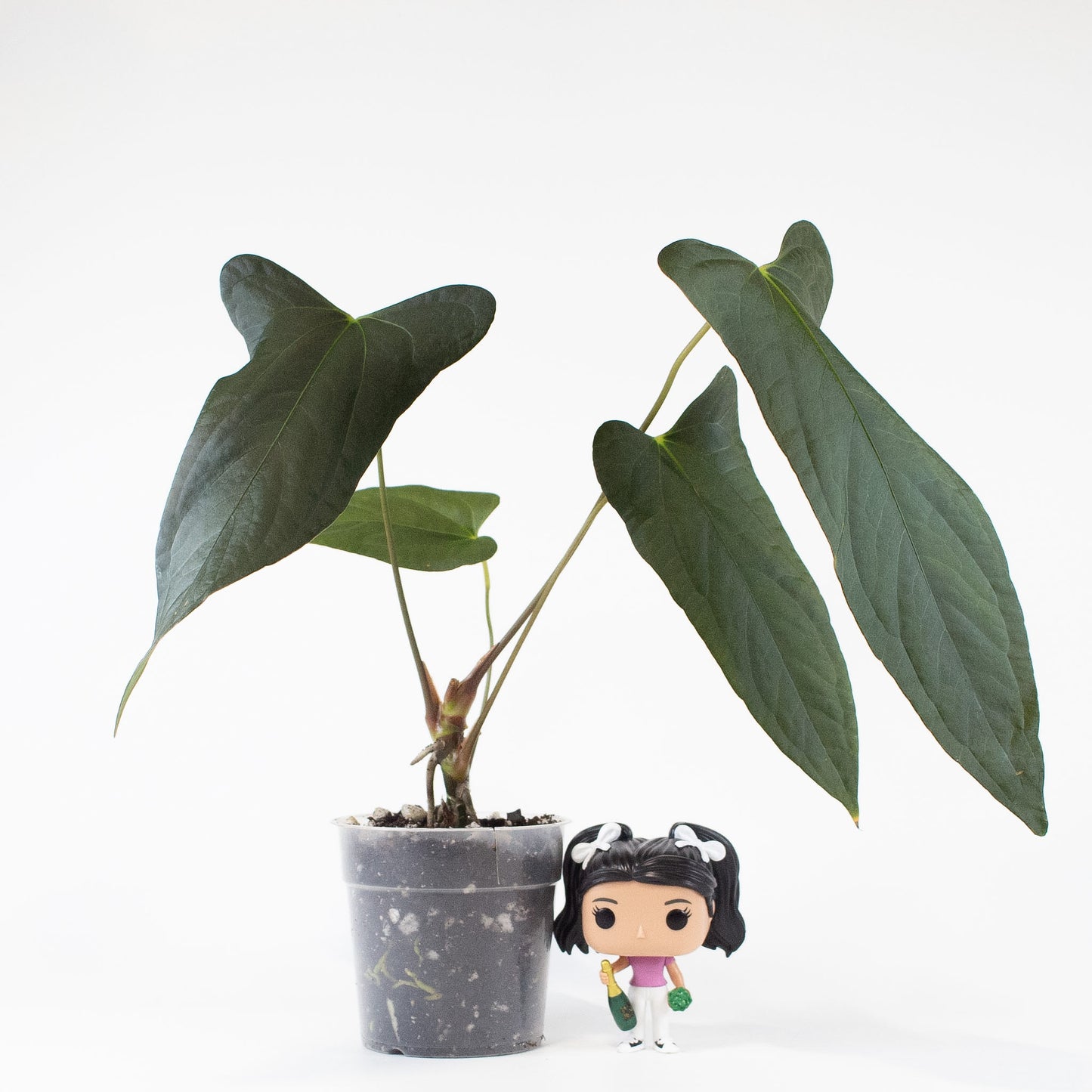 Anthurium Napo x Papillilaminum 'Ralph Lynam' (2704)