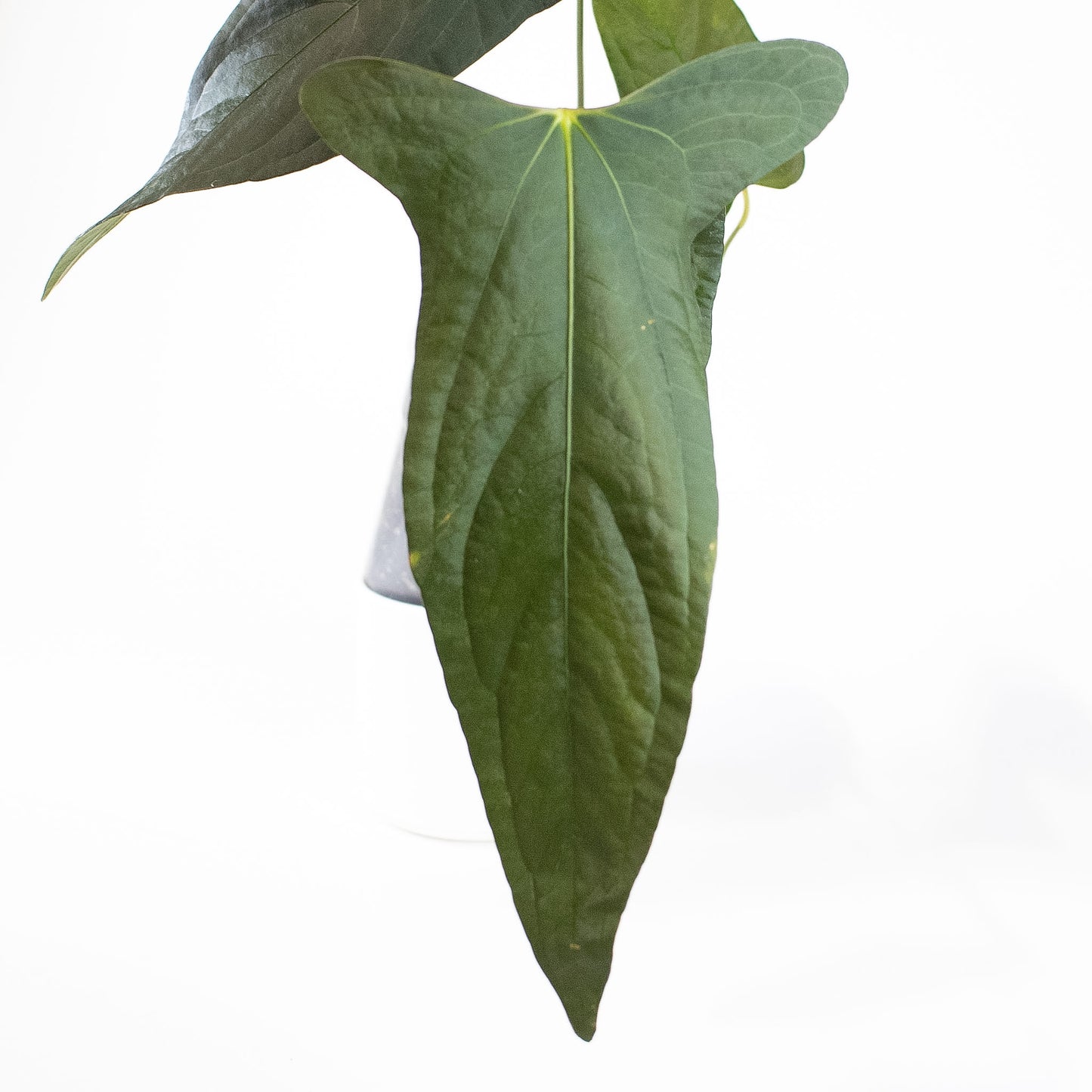 Anthurium Napo x Papillilaminum 'Ralph Lynam' (2704)