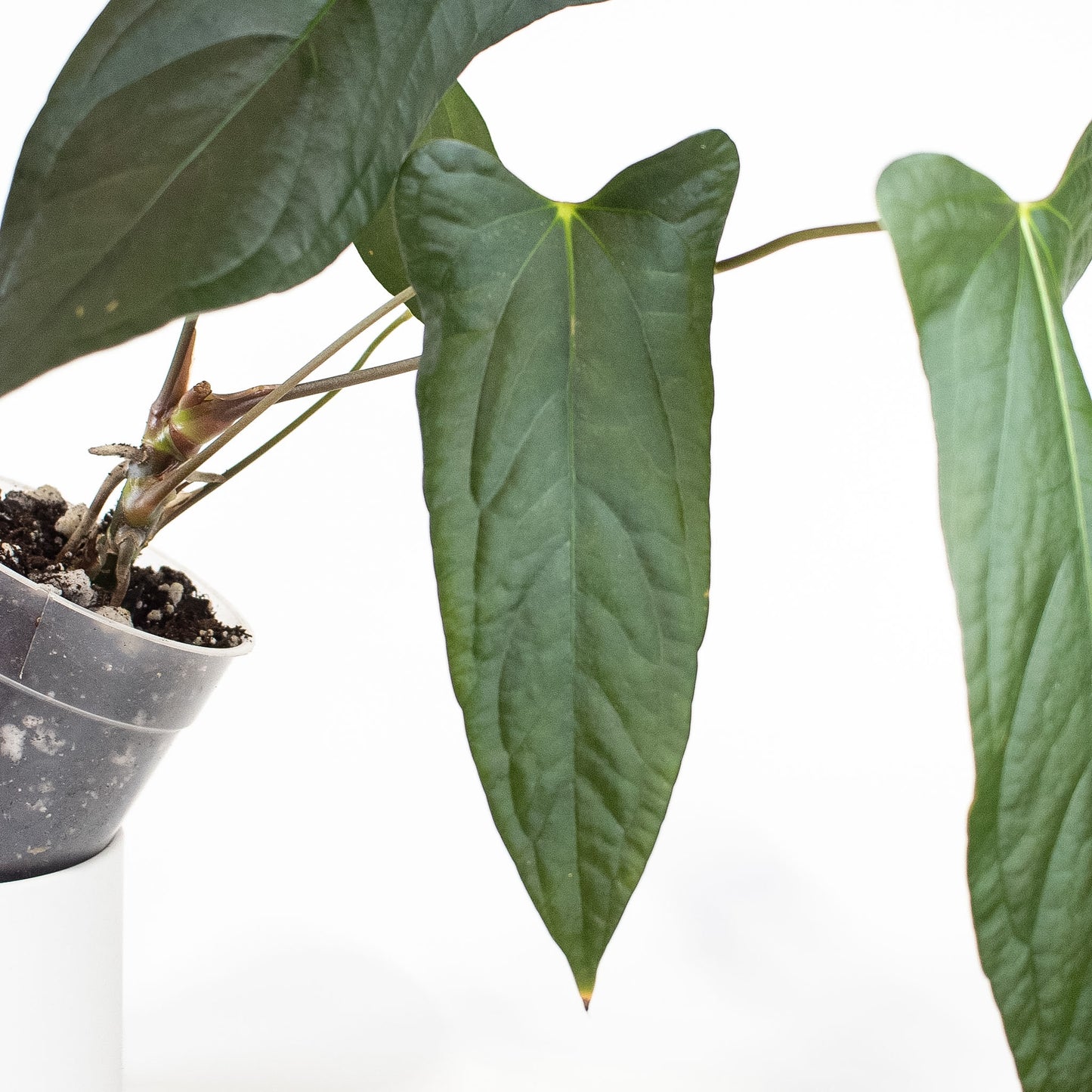 Anthurium Napo x Papillilaminum 'Ralph Lynam' (2704)