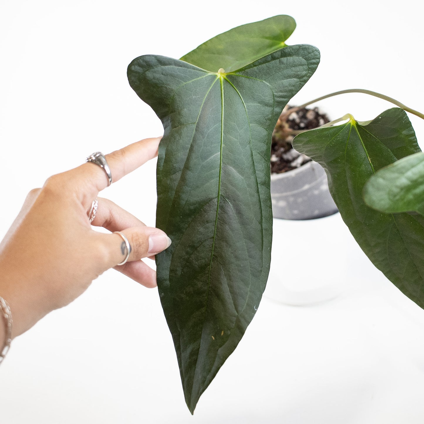 Anthurium Napo x Papillilaminum 'Ralph Lynam' (2704)