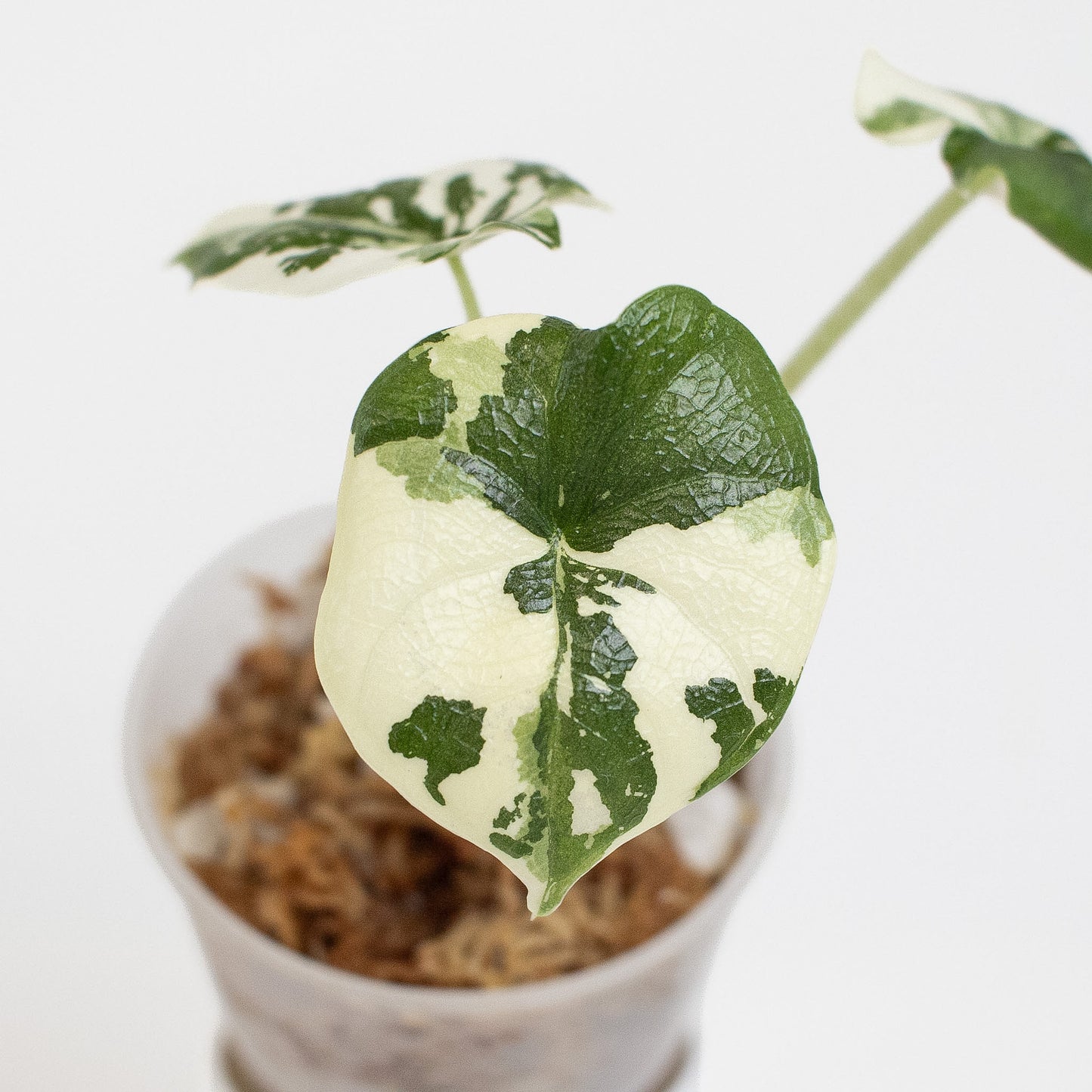 Alocasia 'Melo' Albo Variegated (2707)
