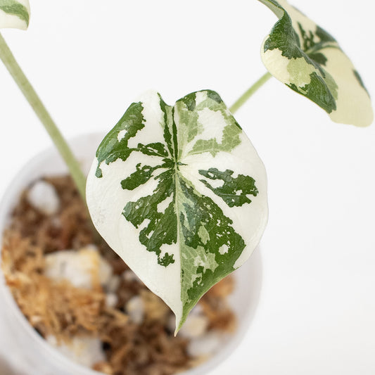 Alocasia 'Melo' Albo Variegated (2707)