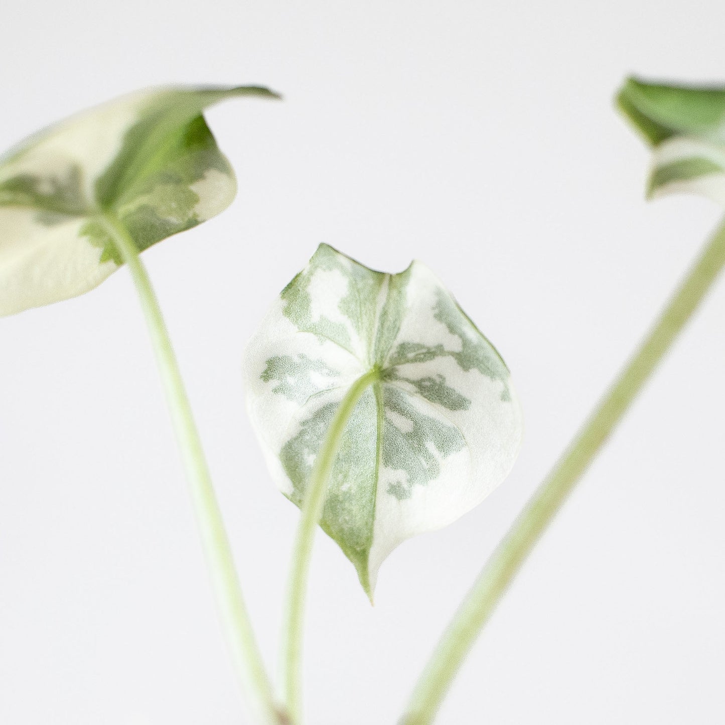 Alocasia 'Melo' Albo Variegated (2707)