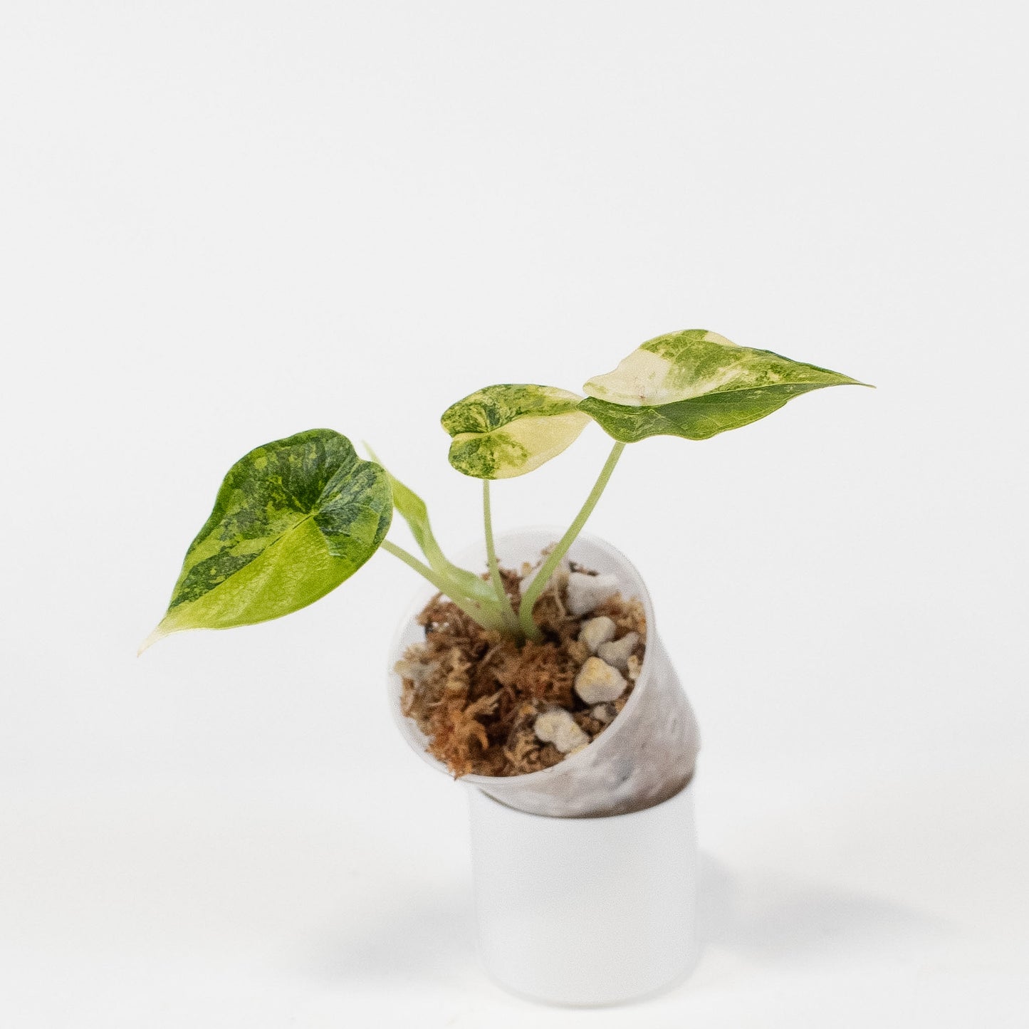 Alocasia 'Dragon Scale' Aurea (2709)
