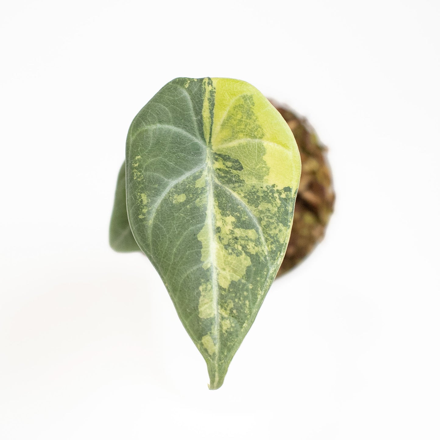 Alocasia 'Maharani' Aurea Variegated (2710)
