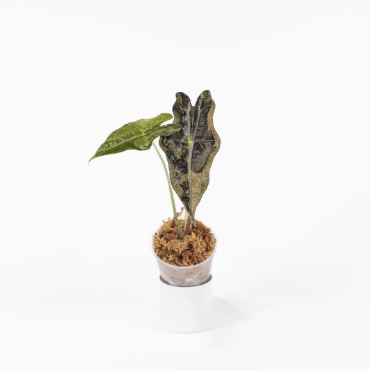Alocasia 'Nobilis' True Pink Variegated (2711)