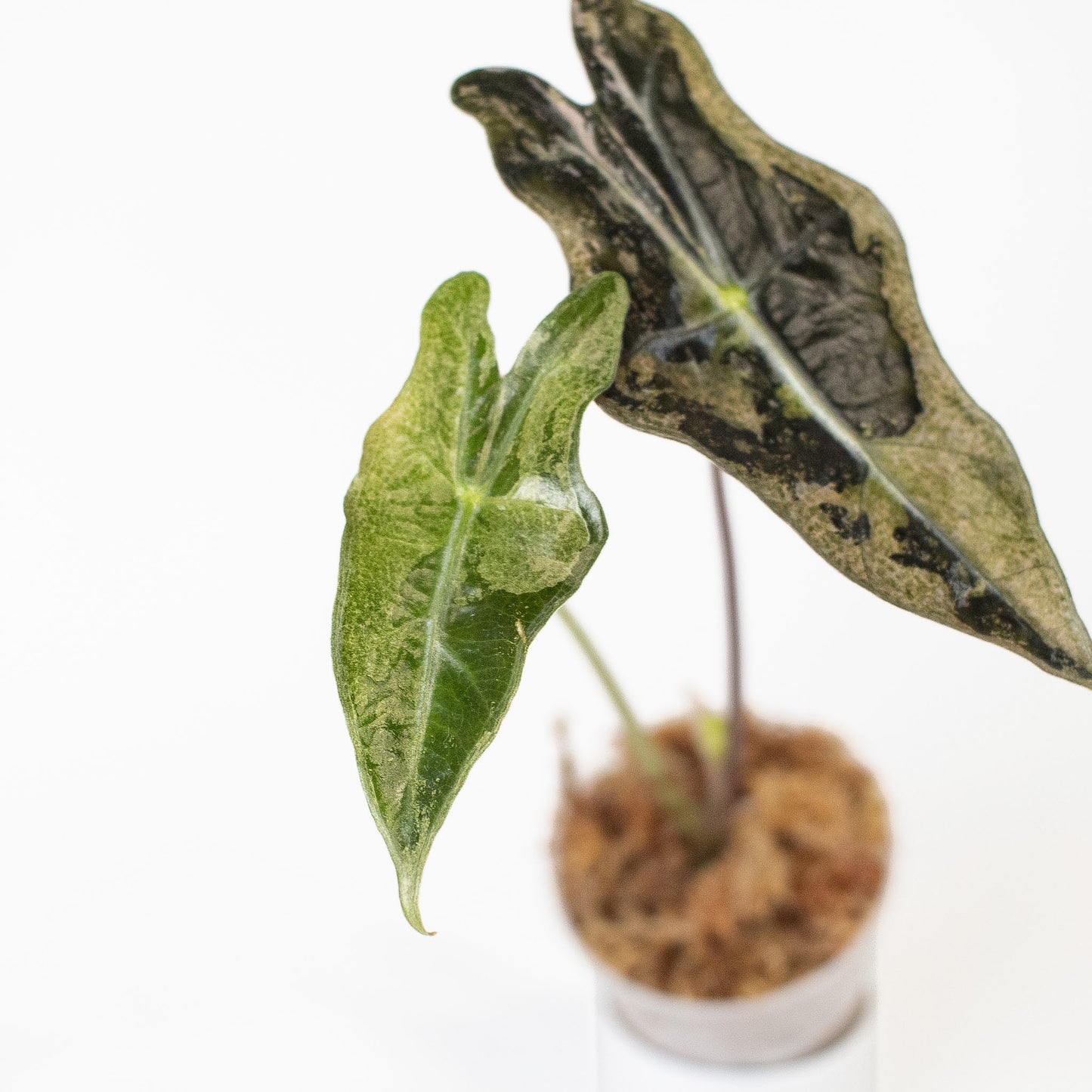Alocasia 'Nobilis' True Pink Variegated (2711)