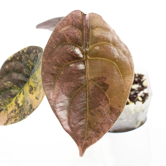 Alocasia 'Cuprea' Gold (2713)
