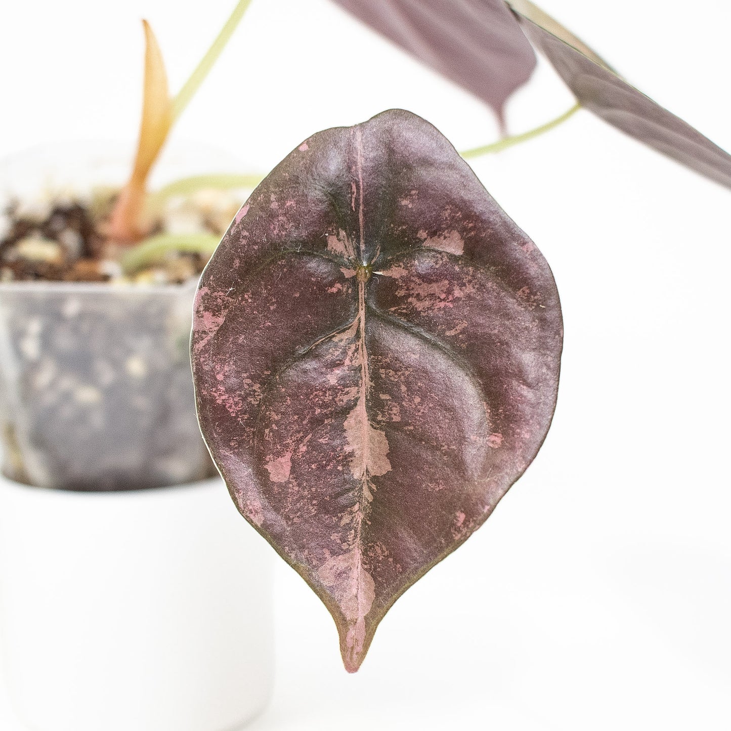 Alocasia 'Cuprea' Gold (2713)