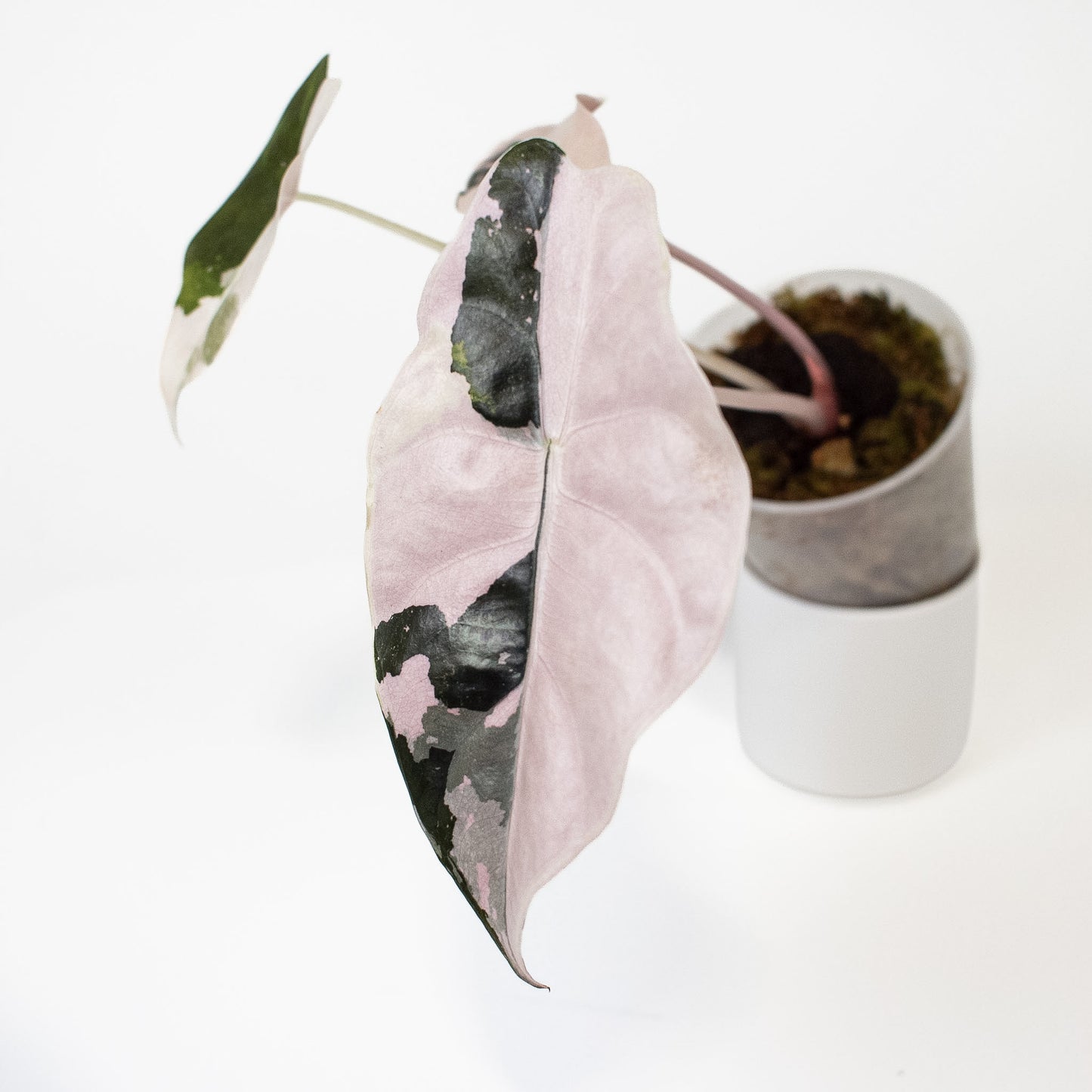 Alocasia 'Chantrieri' Albo/ Pink Variegated (2712)