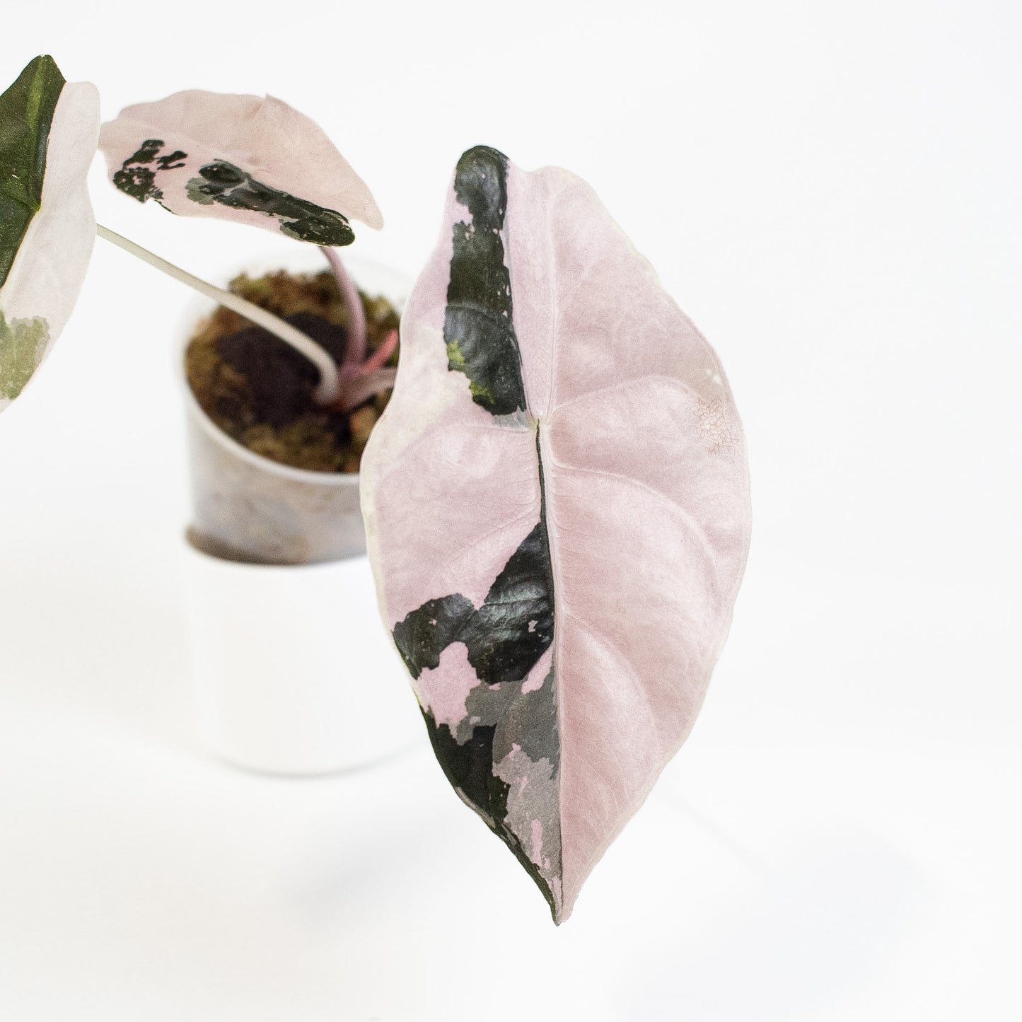 Alocasia 'Chantrieri' Albo/ Pink Variegated (2712)