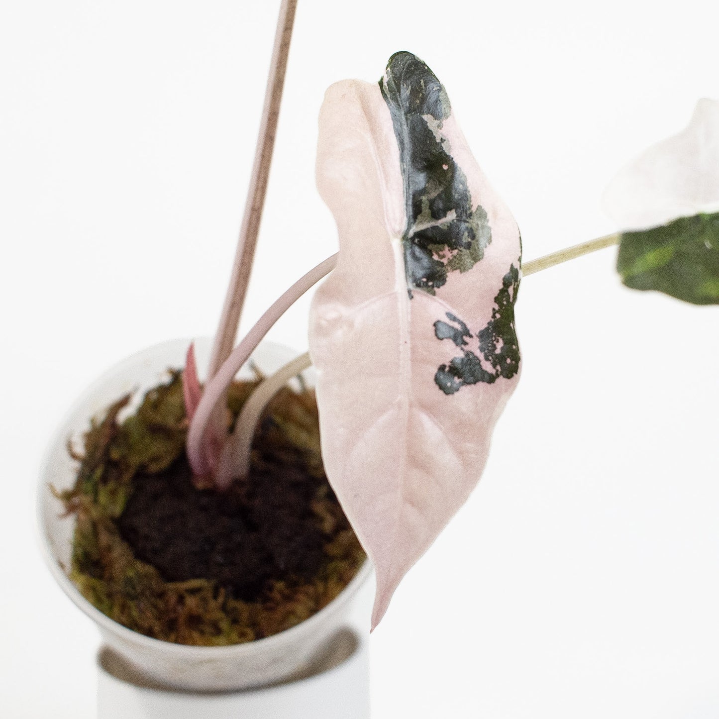 Alocasia 'Chantrieri' Albo/ Pink Variegated (2712)