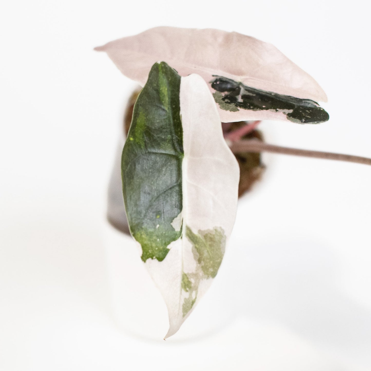Alocasia 'Chantrieri' Albo/ Pink Variegated (2712)