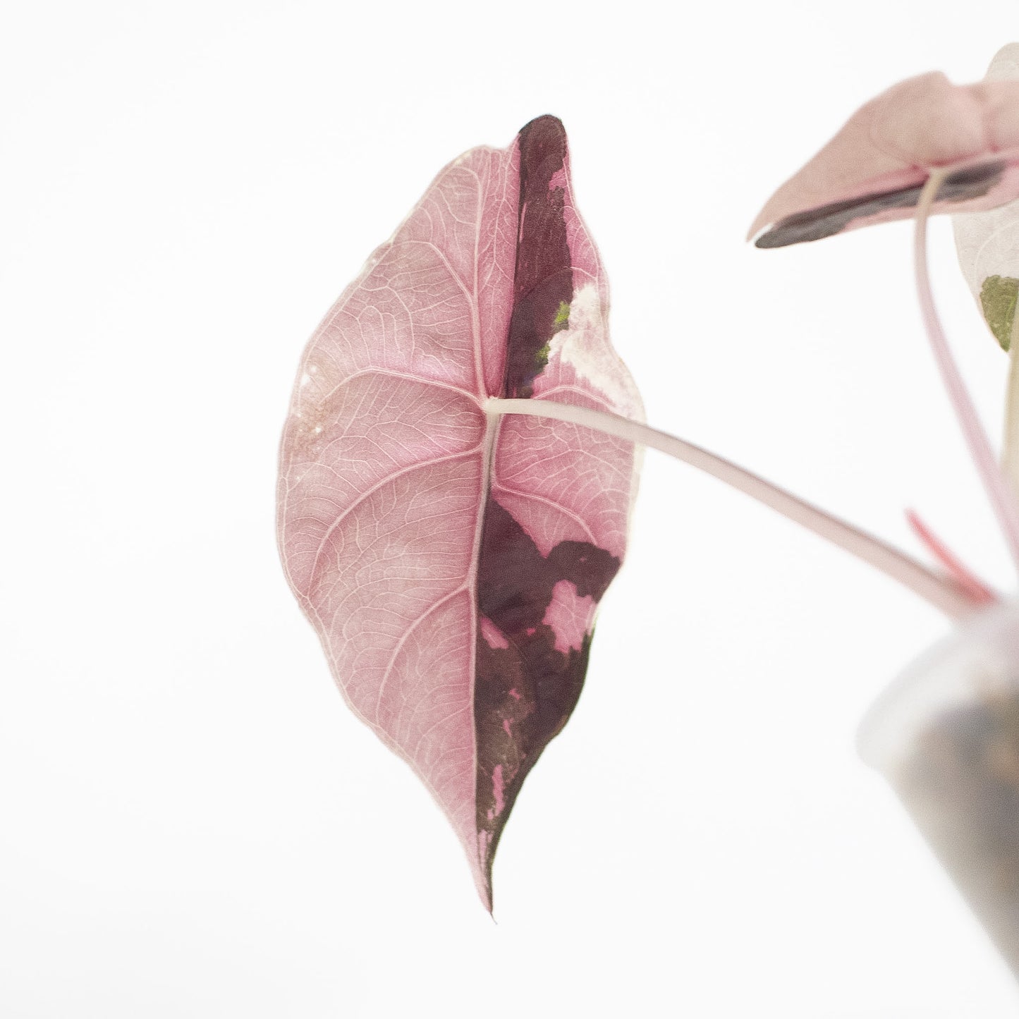Alocasia 'Chantrieri' Albo/ Pink Variegated (2712)