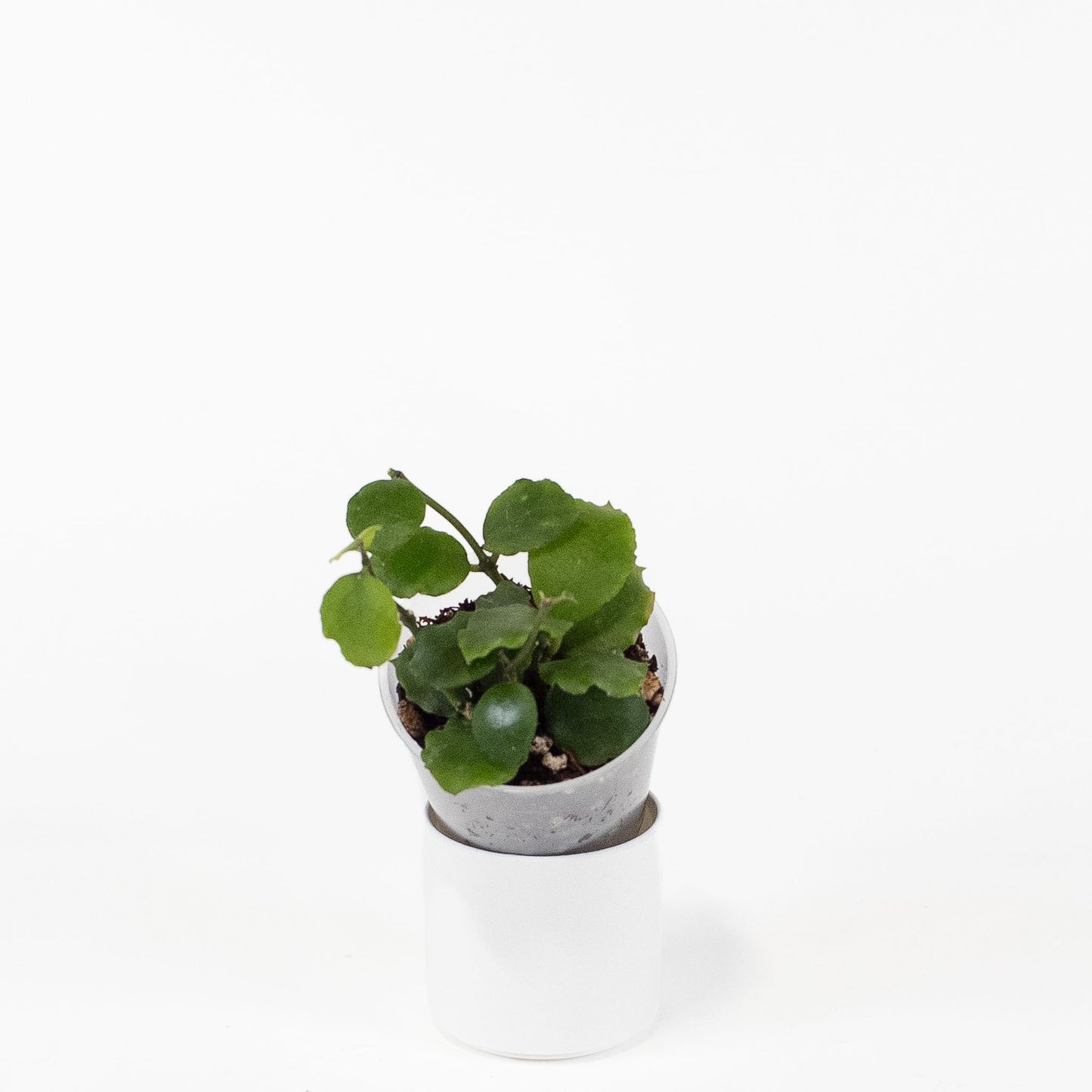 Hoya 'Endauensis' (2715)