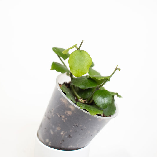 Hoya 'Endauensis' (2715)