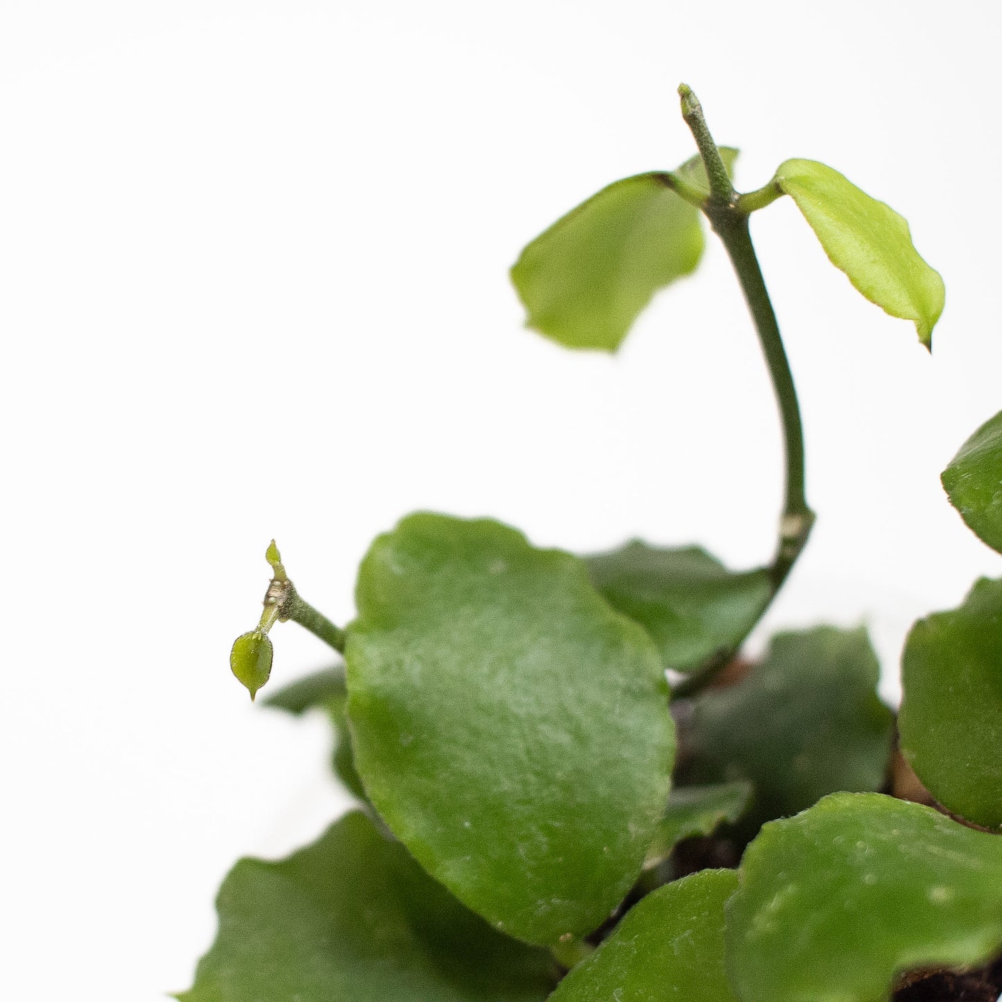 Hoya 'Endauensis' (2715)