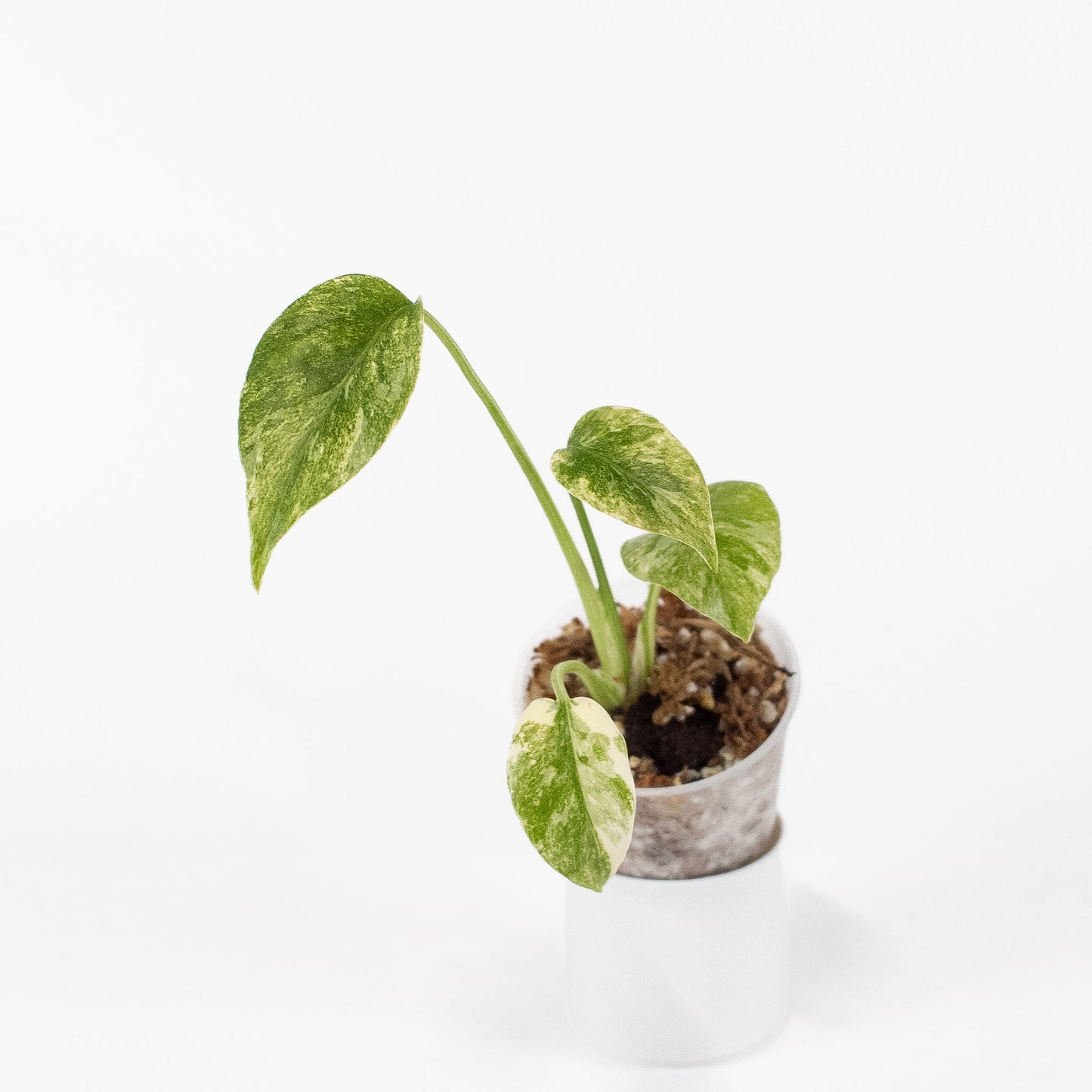 Monstera Deliciosa 'Green Snow' (2714)