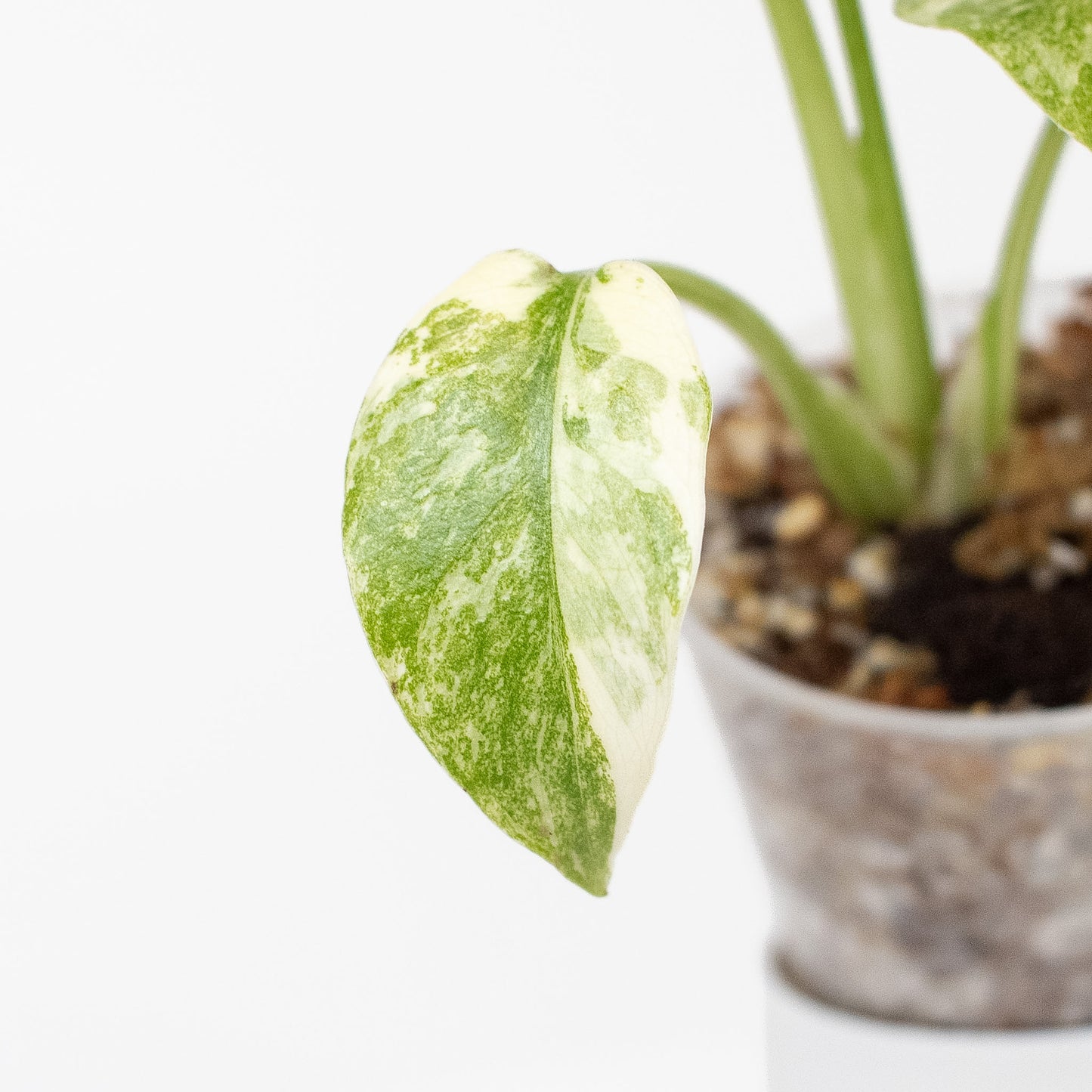 Monstera Deliciosa 'Green Snow' (2714)