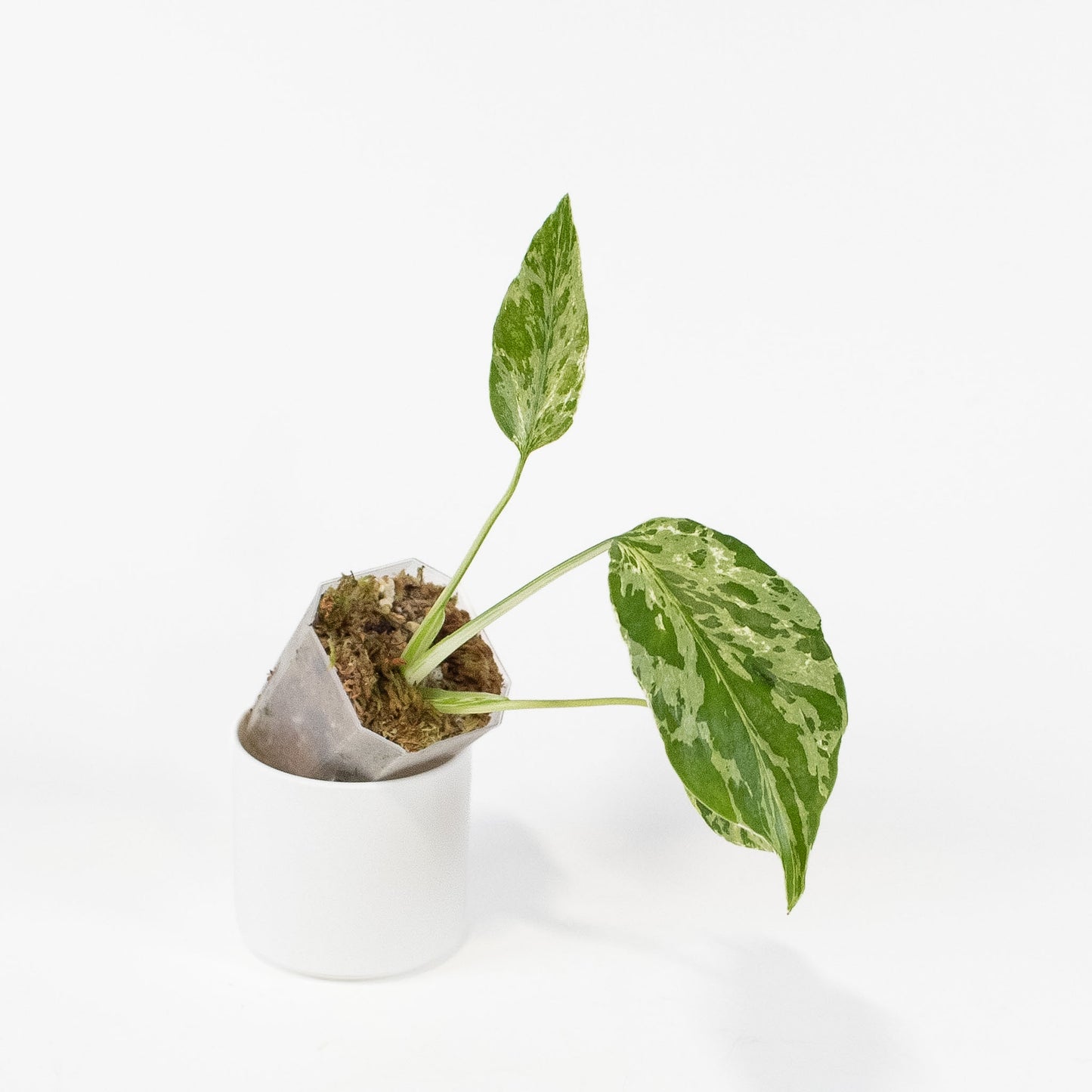 Monstera Deliciosa 'Bulbasaur' (2716)