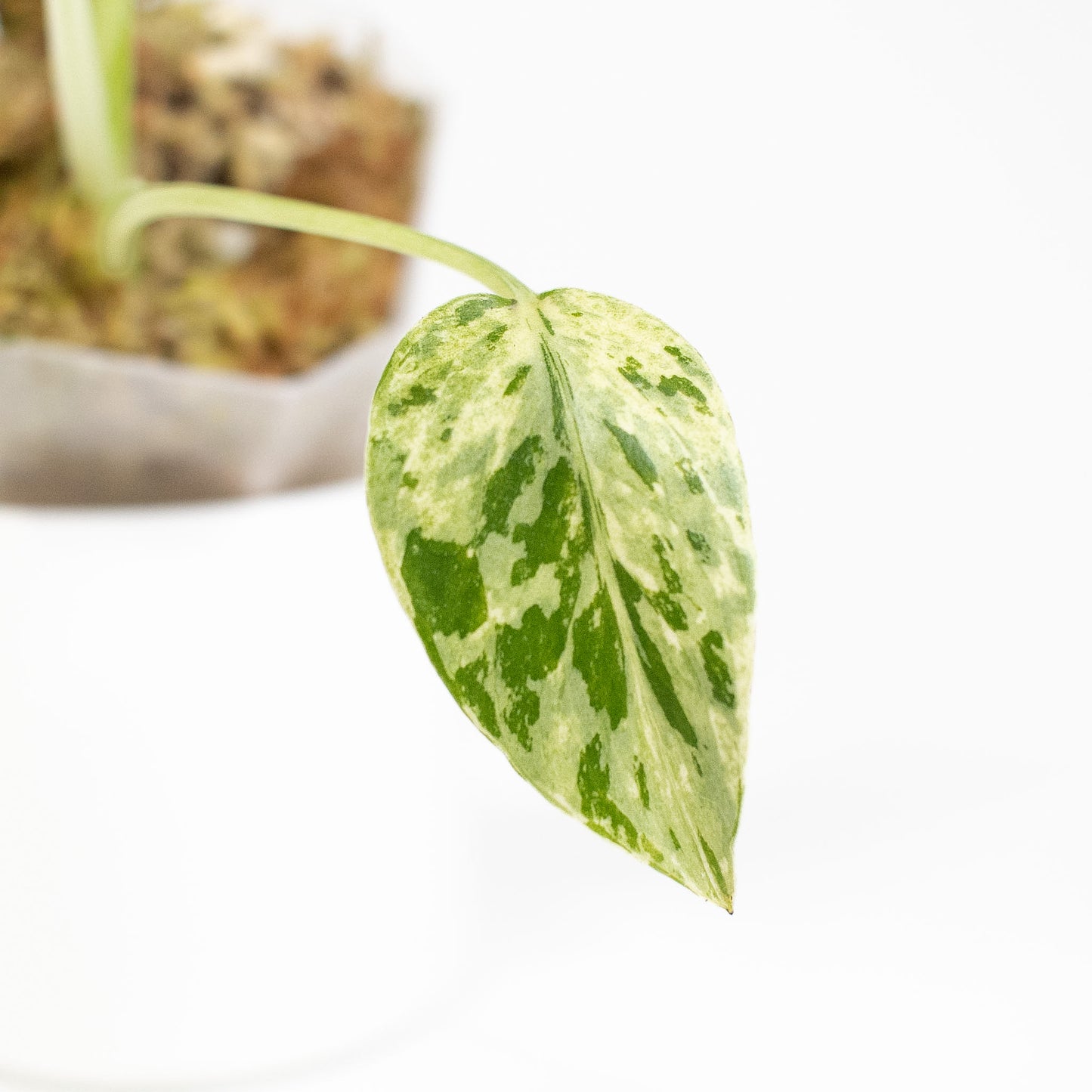 Monstera Deliciosa 'Bulbasaur' (2716)