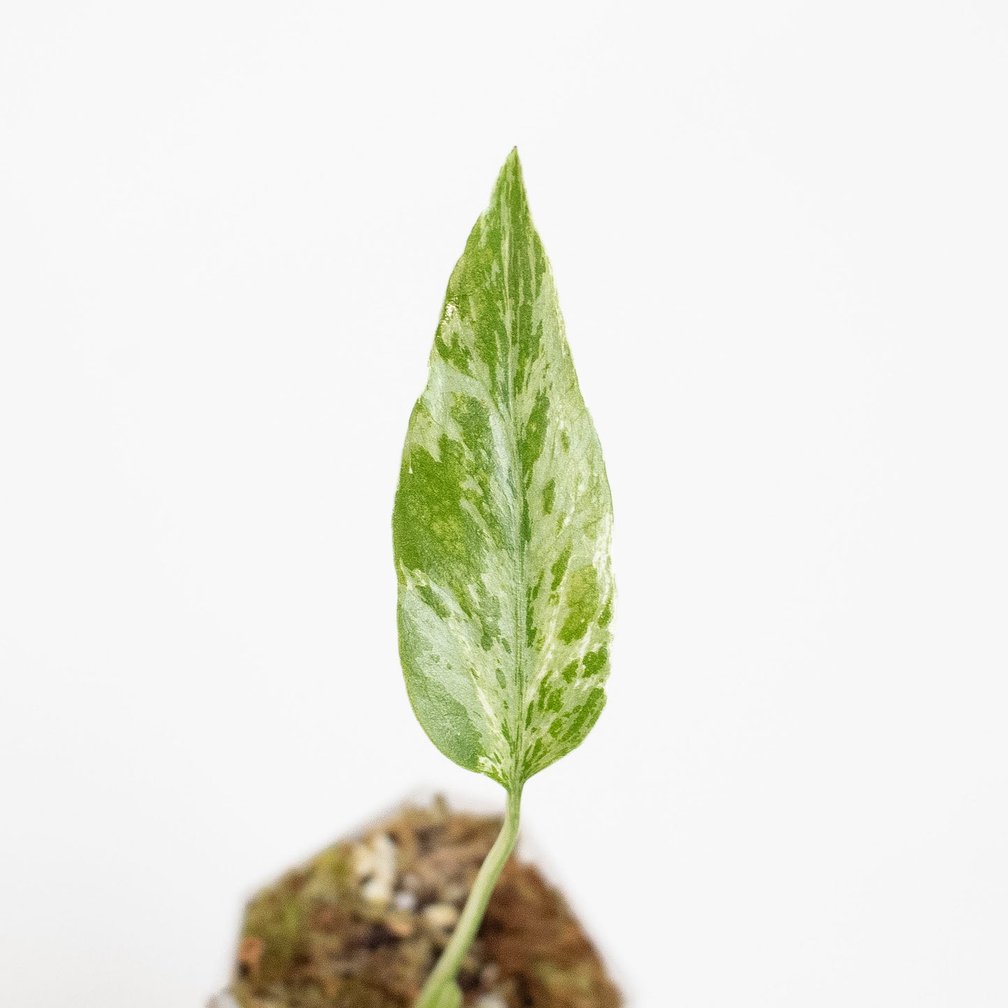 Monstera Deliciosa 'Bulbasaur' (2716)